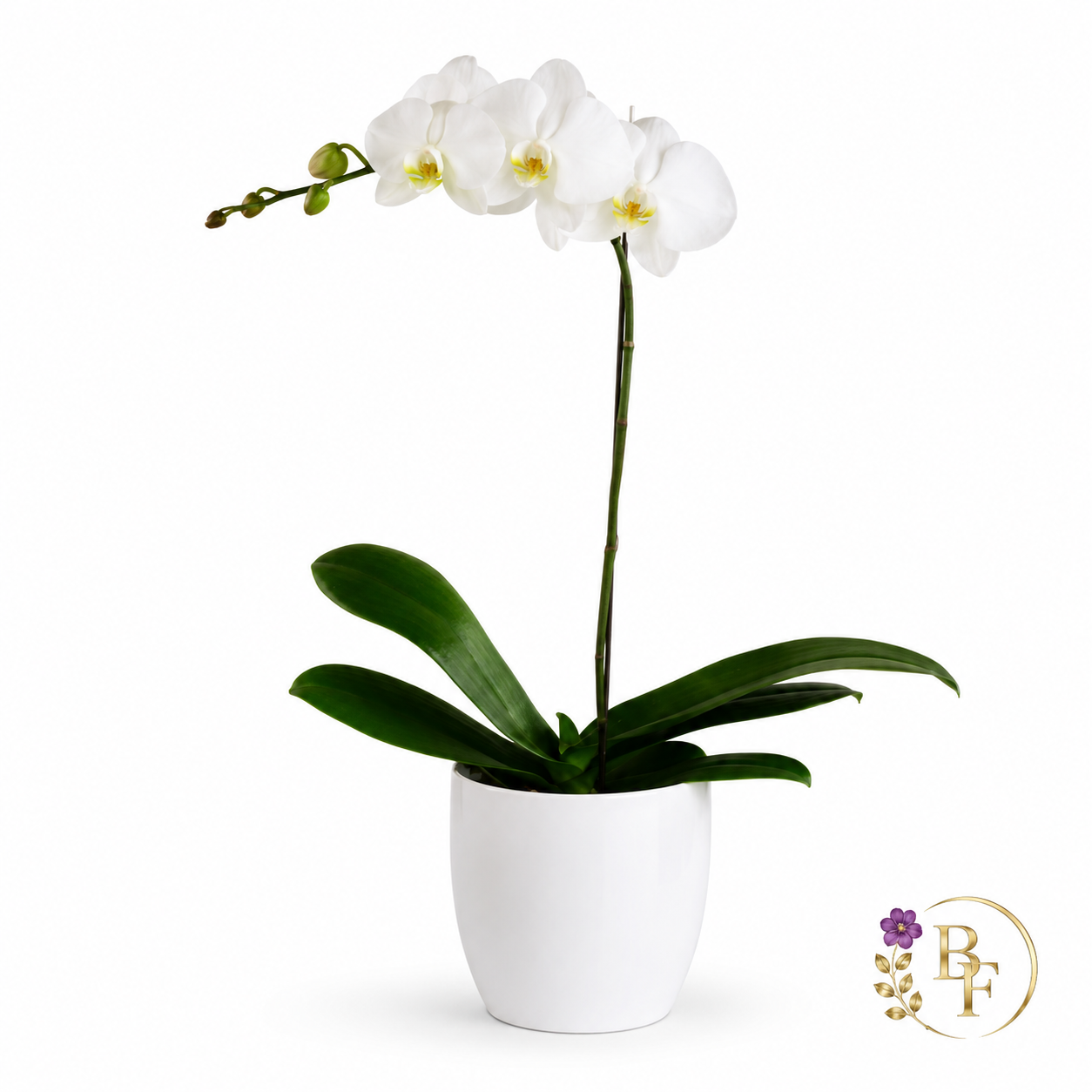 White Orchid Arrangement