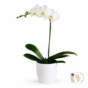 White Orchid Arrangement