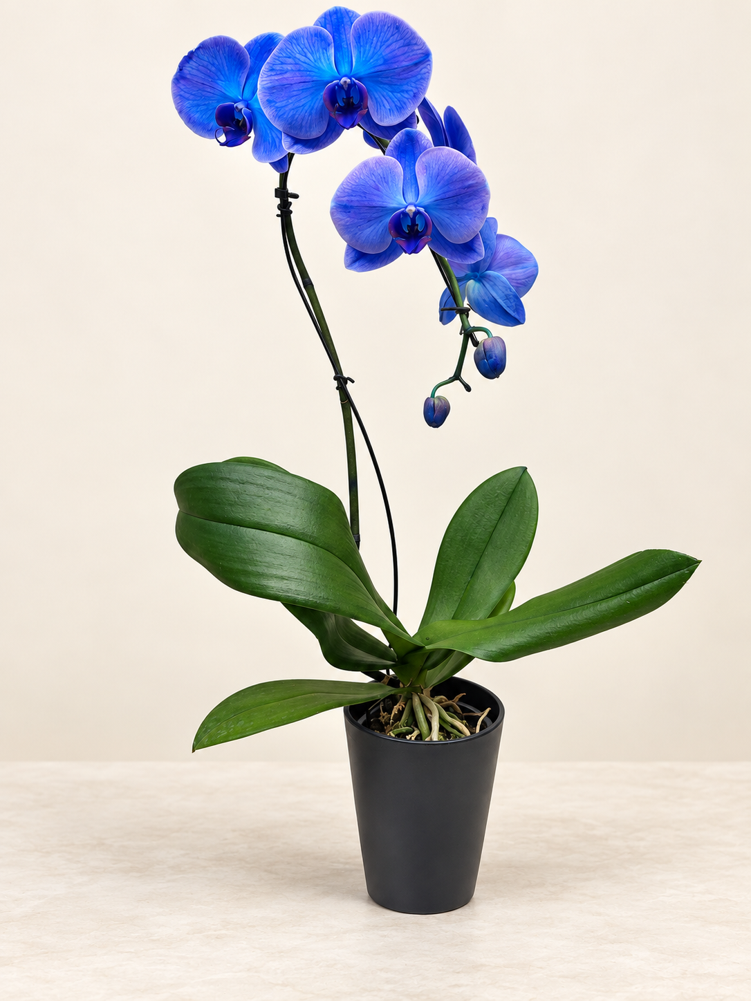 Blue orchid with blue-violet blooms in a black pot — Boss’s Day gift in Palm Harbor