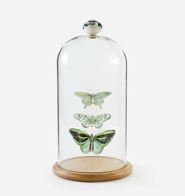 Butterfly Dome Table Decor